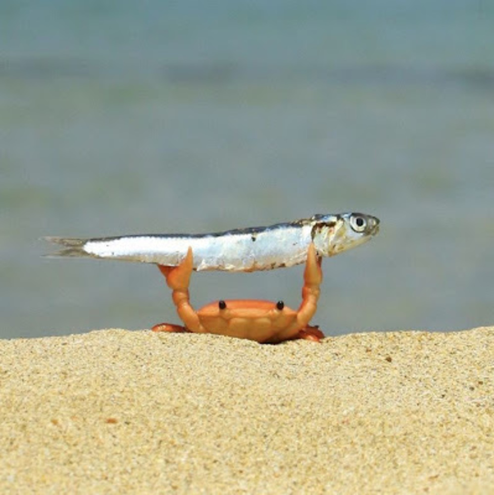 Meet your Posher, Zozo